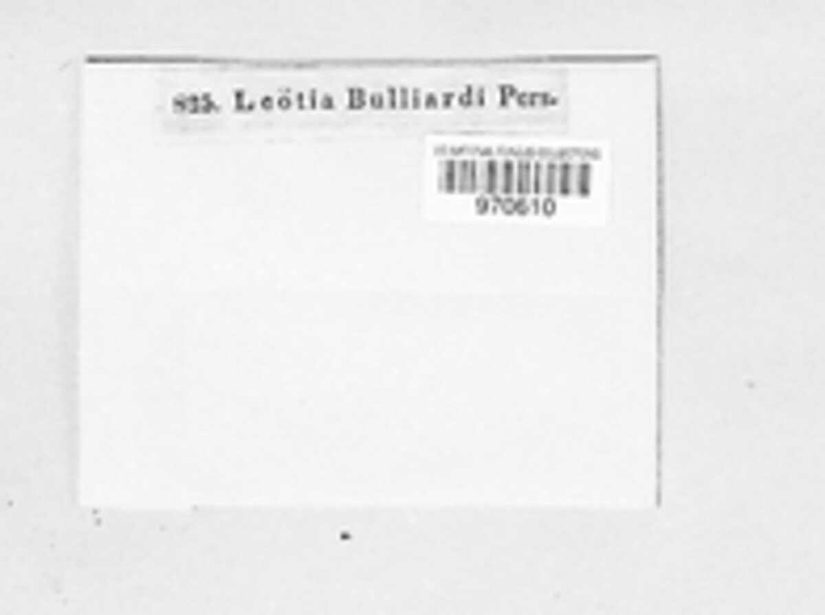 Leotia bulliardi image